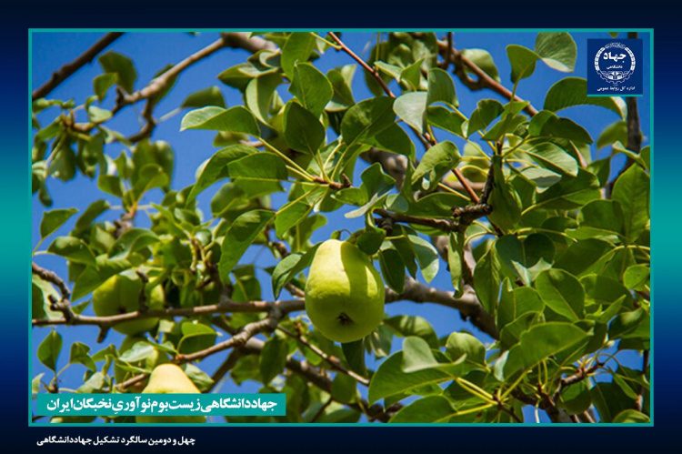 تکثیر پنج رقم پایه‌های رویشی درختان میوه به روش کشت بافت در جهاددانشگاهی تهران