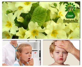 پامچال، گیاهی موثر در درمان بیماری‌های تنفسی کودکان