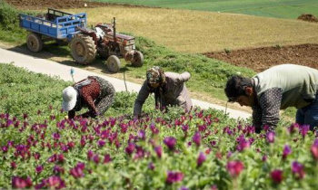 ایران دو برابر اروپا گیاه دارویی دارد