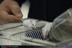 نمایشگاه گزیده‌ای از دستاوردهای شاخص علمی و فناورانه جهاددانشگاهی در سازمان برنامه و بودجه کشور- روز سوم