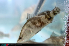 حضور جهاددانشگاهی در نهمین نمایشگاه بین المللی شیلات، آبزیان و صنایع وابسته