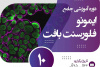 برگزاری دوره تخصصی ایمونوفلورسنت بافت در پژوهشگاه رویان جهاددانشگاهی