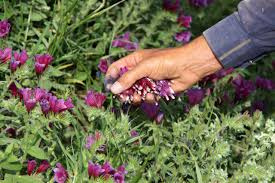 ایجاد رشته گیاهان دارویی در مرکز علمی کاربردی جهاددانشگاهی لرستان