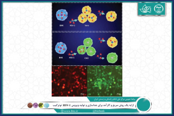 ارایه یک روش سریع و کارآمد برای جداسازی و تولید ویروس HSV-۱ نوترکیب، در سلولهای تخمدان همستر چینی