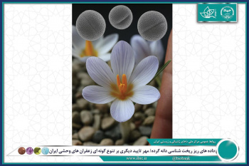 داده های ریز ریخت شناسی دانه گرده/ مهر تایید دیگری بر تنوع گونه ای زعفران‌ های وحشی ایران