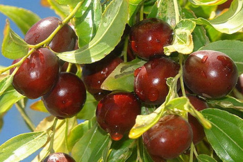 عناب تازه؛ سوپرفود بومی خراسان جنوبی با خواص دارویی و تغذیه‌ای کم‌نظیر