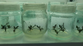 تکثیر ارقام مقاوم به کم‌آبی در مرکز کشت بافت جهاددانشگاهی تهران برای مقابله با بحران آب