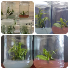 دستیابی پژوهشگران جهاددانشگاهی آذربایجان غربی به دانش فنی تولید نشاء وانیل با روش کشت بافت