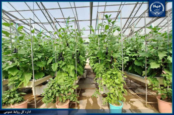 توسعه کشاورزی پایدار با رویکرد هیدروپونیک بسته