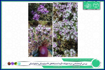 بررسی گرده‌شناسی سرده چوبک؛ تأیید استنباط‌های تاکسونومیکی و فیلوژنتیکی